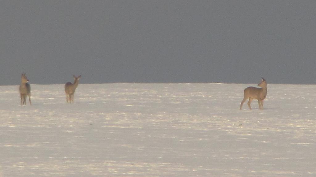 Familiehuis Fuchs Horni Branna Oda fotoğraf